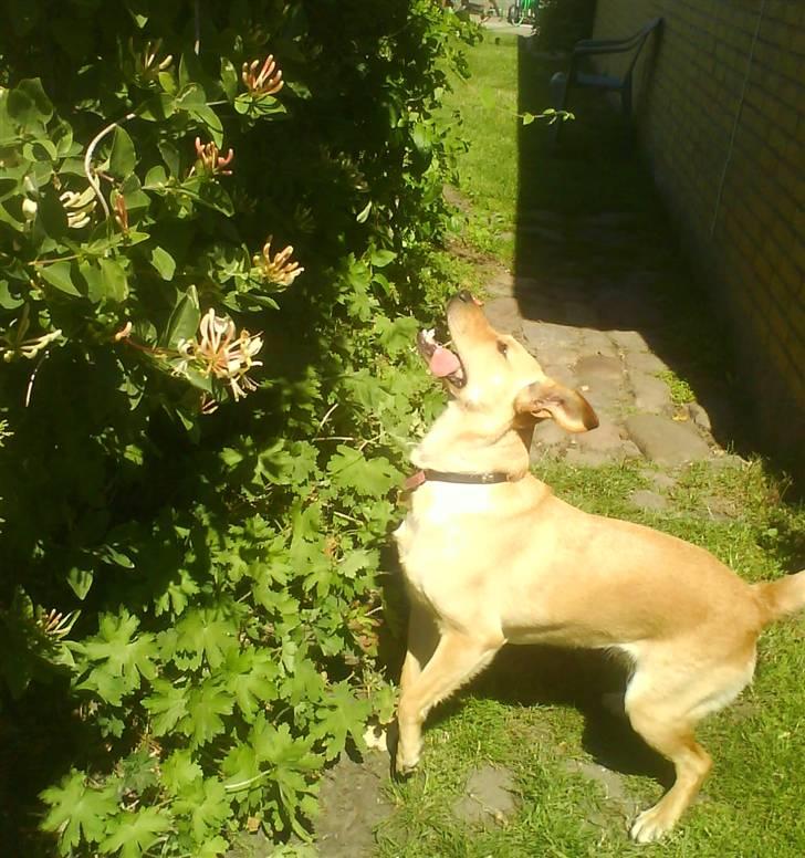 Blanding af racer Emsi - Der er noget der oppe billede 14