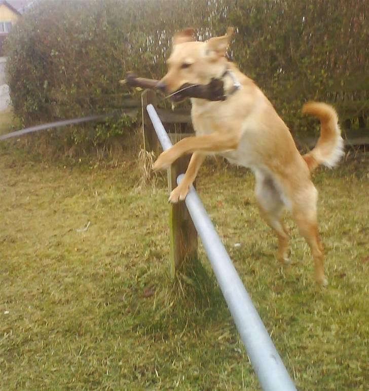 Blanding af racer Emsi - Jeg klare det! billede 15