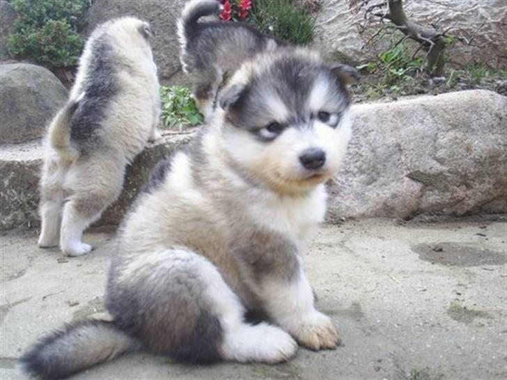 Alaskan malamute joya - her er min lille pige 4 uger gammel billede 1