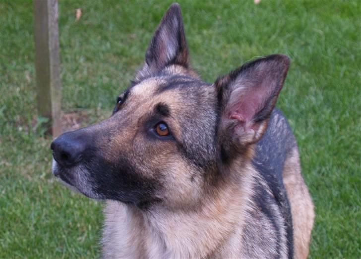 Schæferhund Simik | Duttiemanden.  <3 - 1# Velkommen til Simik´s galleri. :) billede 1