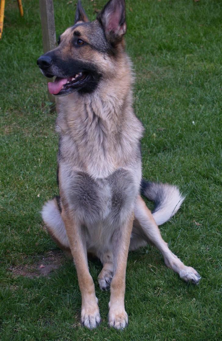 Schæferhund Simik | Duttiemanden.  <3 - 2# Lille-manden en hyggelig dag i haven.. :) billede 2