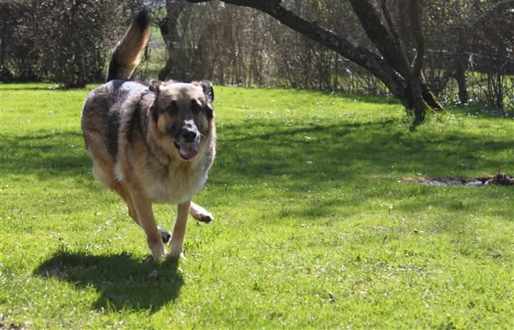 Schæferhund Simik | Duttiemanden.  <3 - 3# Vildbassen i aktion!! :D billede 3