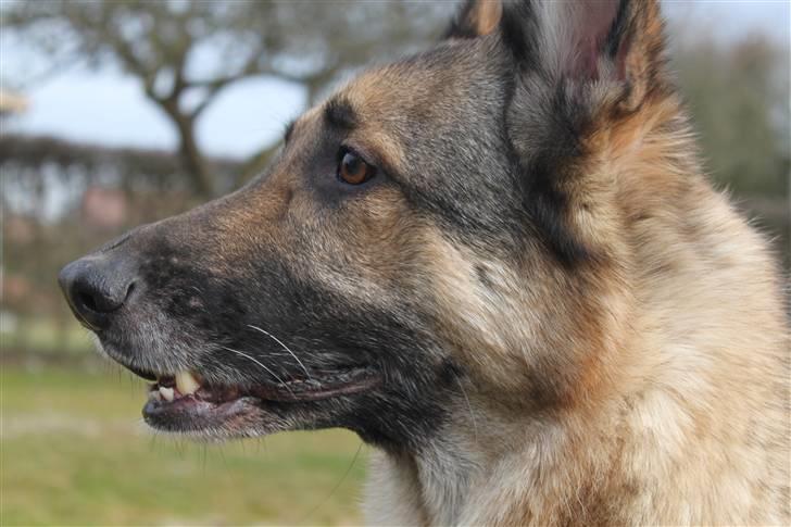 Schæferhund Simik | Duttiemanden.  <3 - 4# Smukkeste lille væsen.. <3 billede 4