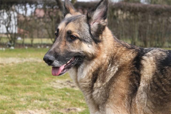 Schæferhund Simik | Duttiemanden.  <3 - 5# Dejlig forårs dag i haven med Mikkermanden.. :) <3 billede 5
