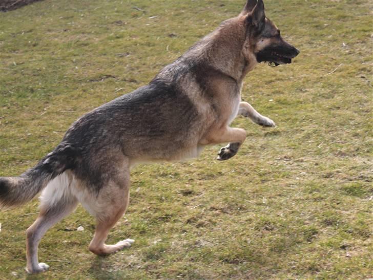 Schæferhund Simik | Duttiemanden.  <3 - 6# Vilde bandit-mand!! :D billede 6