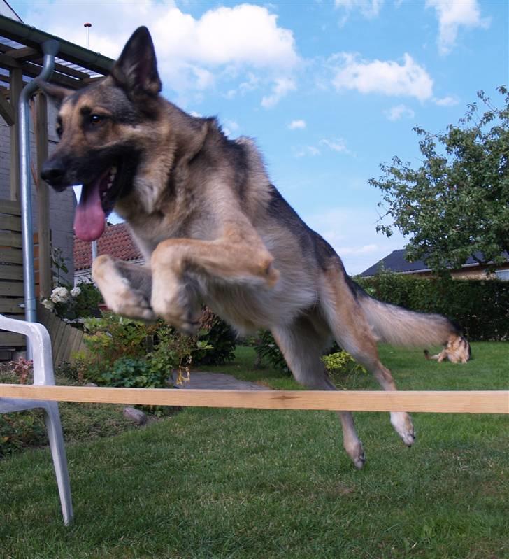 Schæferhund Simik | Duttiemanden.  <3 - 7# Genoptrænning efter operationen. :D billede 7