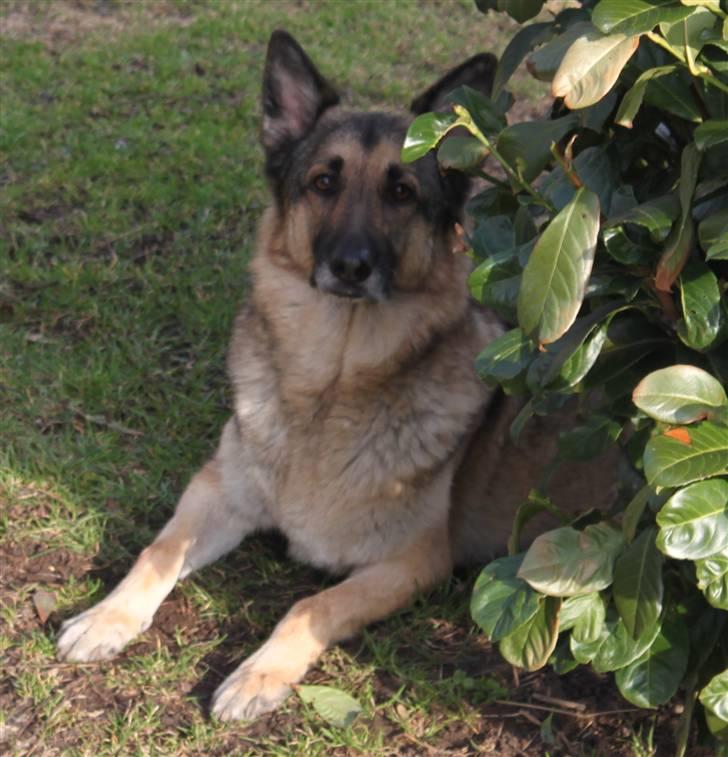 Schæferhund Simik | Duttiemanden.  <3 - 8# Verdens bedste lille hunde-mand. <3 billede 8