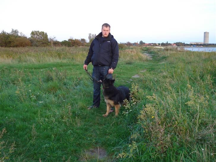 Schæferhund Hollie billede 16