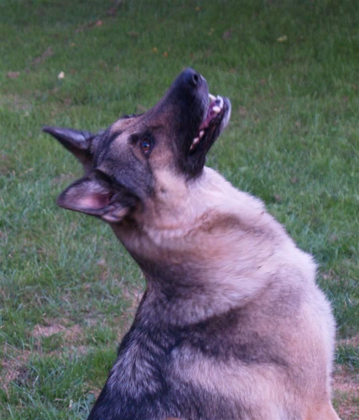 Schæferhund Simik | Duttiemanden.  <3 - 9# Fjollehoved!! :D billede 9
