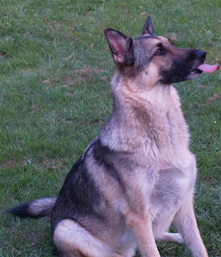 Schæferhund Simik | Duttiemanden.  <3 - 10# Hyggerier i haven.. :D billede 10