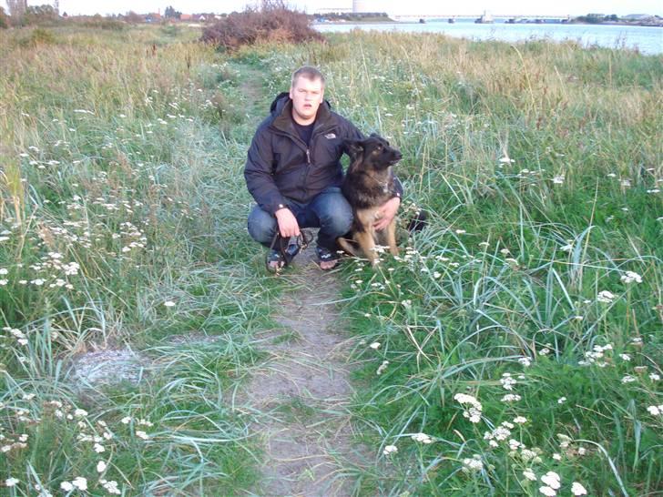 Schæferhund Hollie billede 17