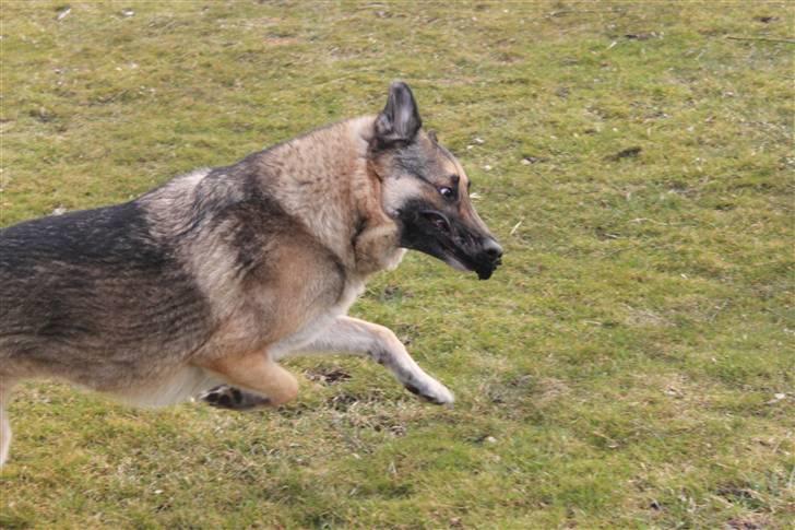 Schæferhund Simik | Duttiemanden.  <3 - 11# Vild sokkeleg i haven, en dejlig forårs dag. :) billede 11