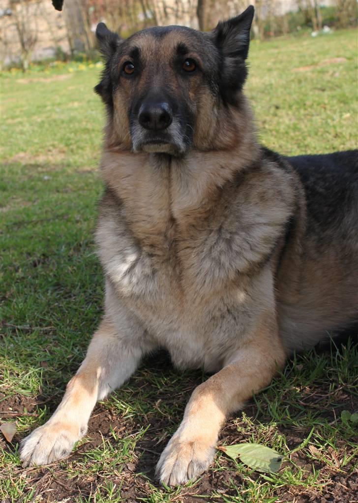 Schæferhund Simik | Duttiemanden.  <3 - 13# Nyder det lækre vejr.. :D billede 12