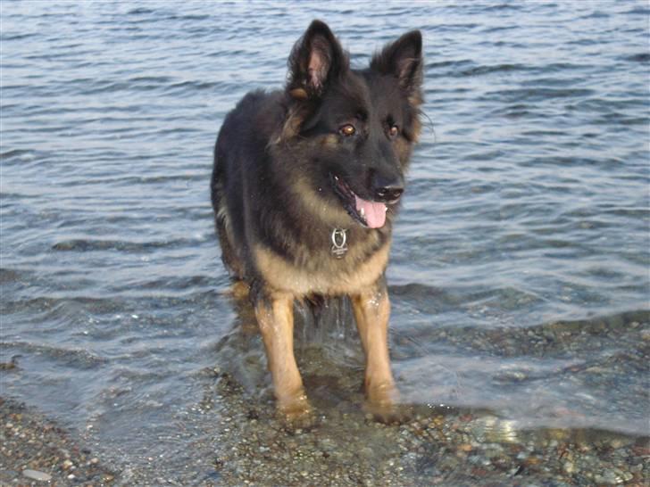 Schæferhund Hollie billede 18