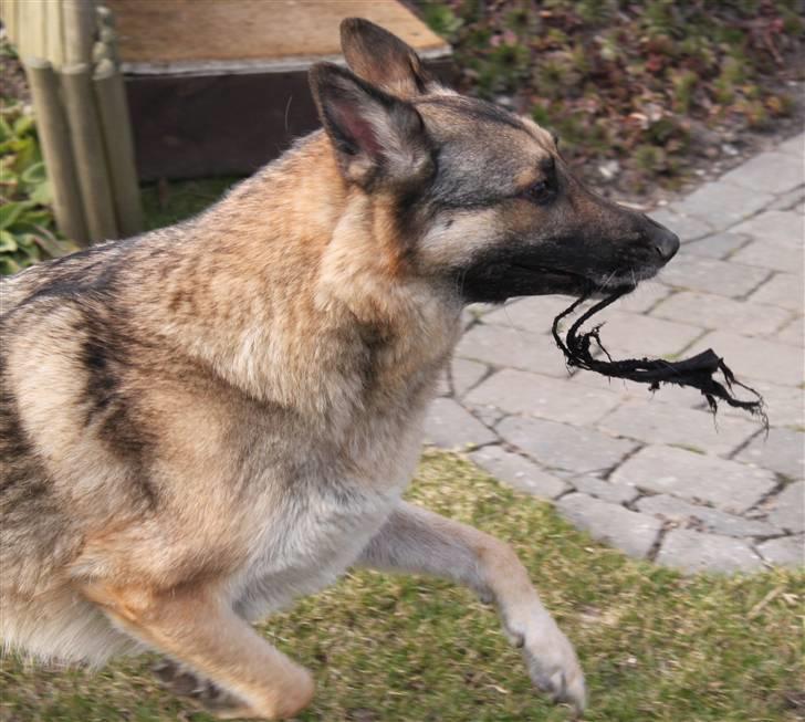 Schæferhund Simik | Duttiemanden.  <3 - 14# Bandit.. :D billede 13