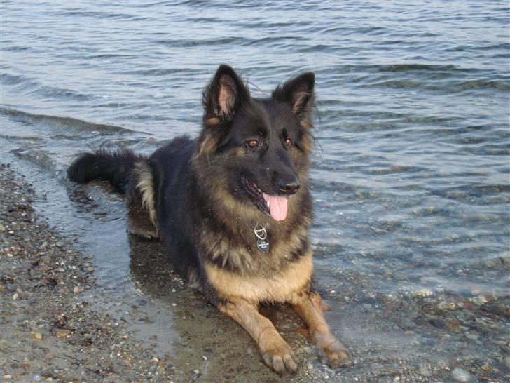 Schæferhund Hollie billede 19