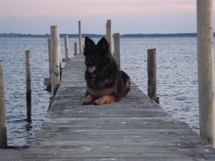 Schæferhund Hollie billede 20