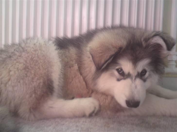 Alaskan malamute joya - her er hun 9 uger gammel lige kommet hjem første dag billede 2