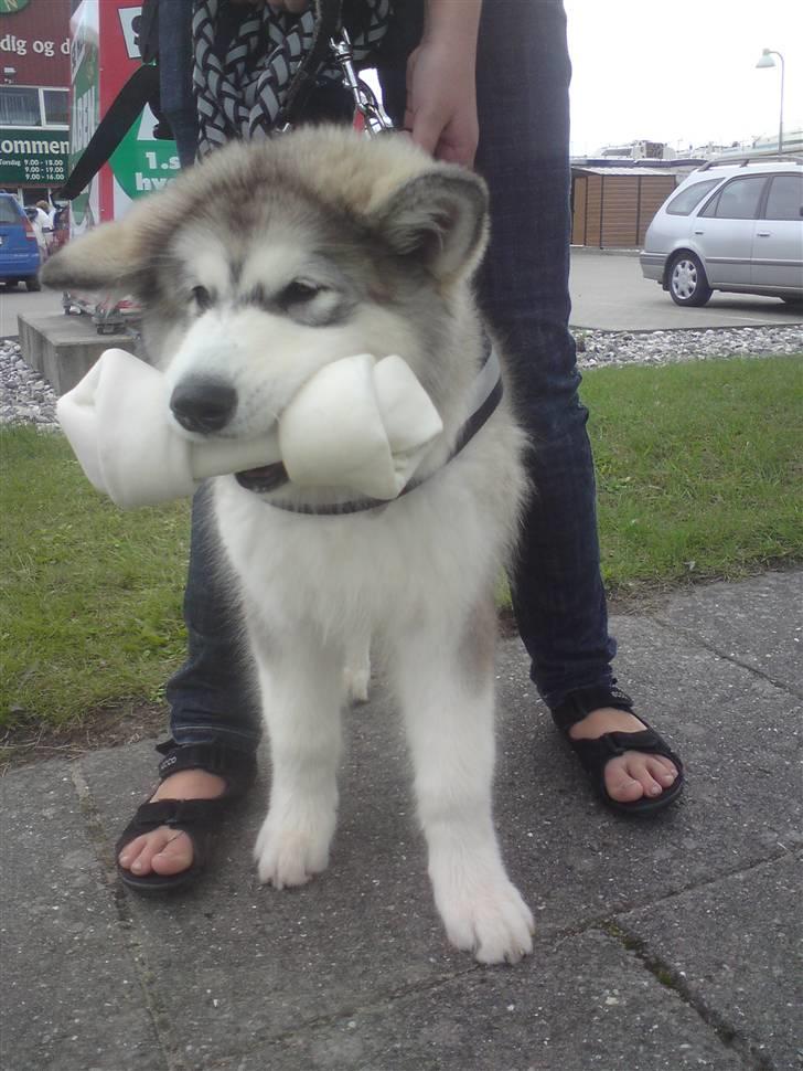 Alaskan malamute joya - her 14 uger så stolt af sidt første ben billede 3