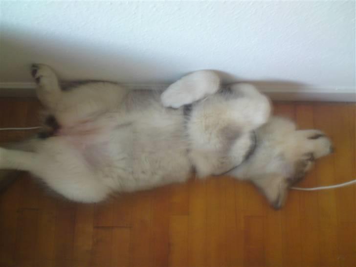 Alaskan malamute joya - her 15 uger min lille syv sover billede 4