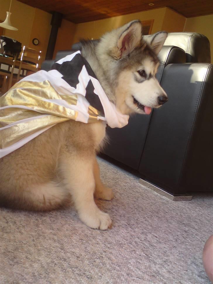 Alaskan malamute joya - her 13 uger leget super hund billede 5