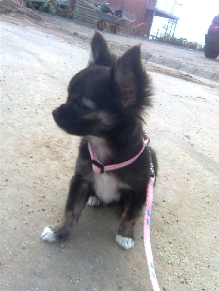 Chihuahua Misha - ude og gå en tur billede 10