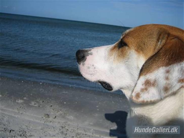 Blanding af racer Bimle billede 10