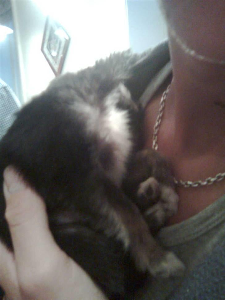 Chihuahua Misha - sover ved sin far billede 11
