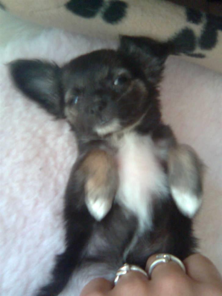 Chihuahua Misha - er jeg ikke kær??  billede 12