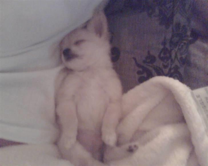 Chihuahua Futte billede 14