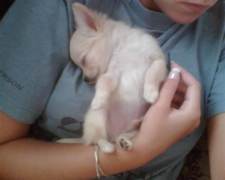 Chihuahua Futte billede 15