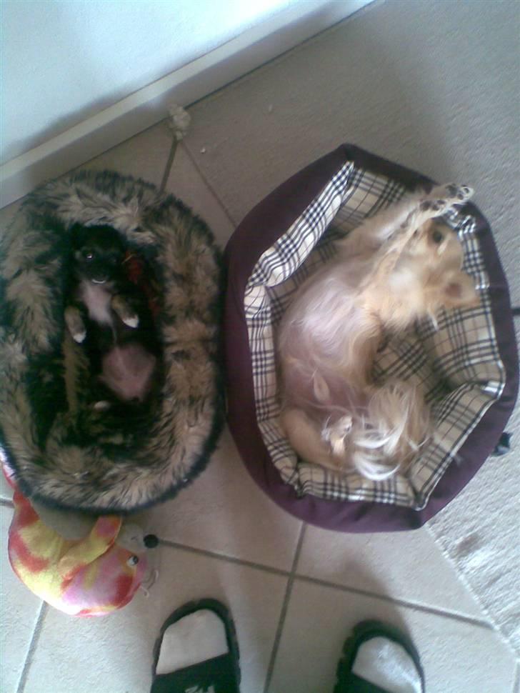 Chihuahua Futte billede 16