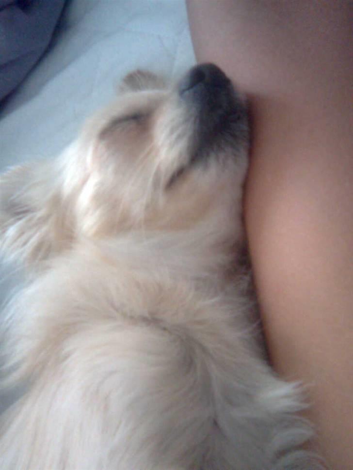 Chihuahua Futte billede 17