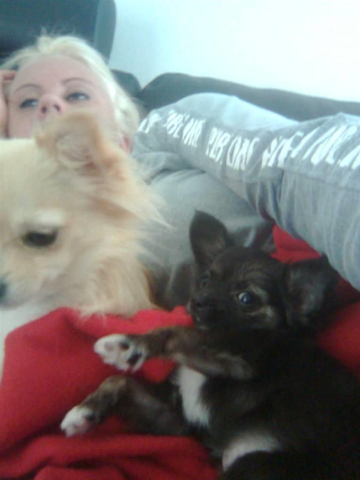 Chihuahua Futte billede 18