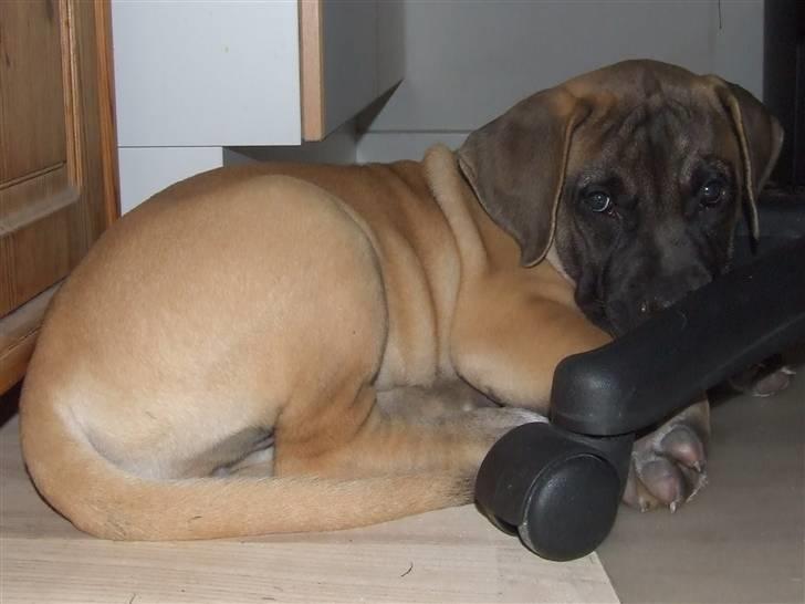 Blanding af racer Rathmann Akua Alba - Akua Alba folder sig ud!gået under stolen :) billede 15