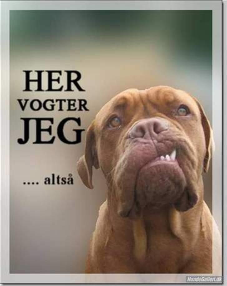 Dogue de bordeaux Cobberhouse's Buena Vista - hmm...  (lavet af Camilla J) billede 8