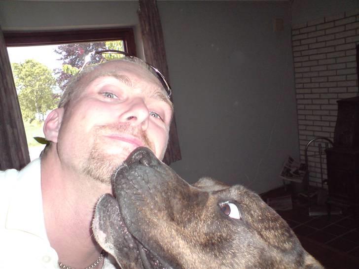 Amerikansk bulldog bambi  billede 19