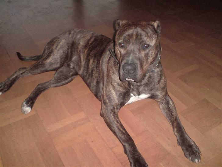 Amerikansk bulldog bambi  billede 20