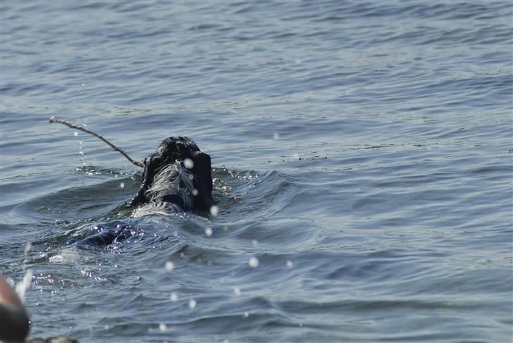 Blanding af racer ~*~Fonzy~*~ billede 6