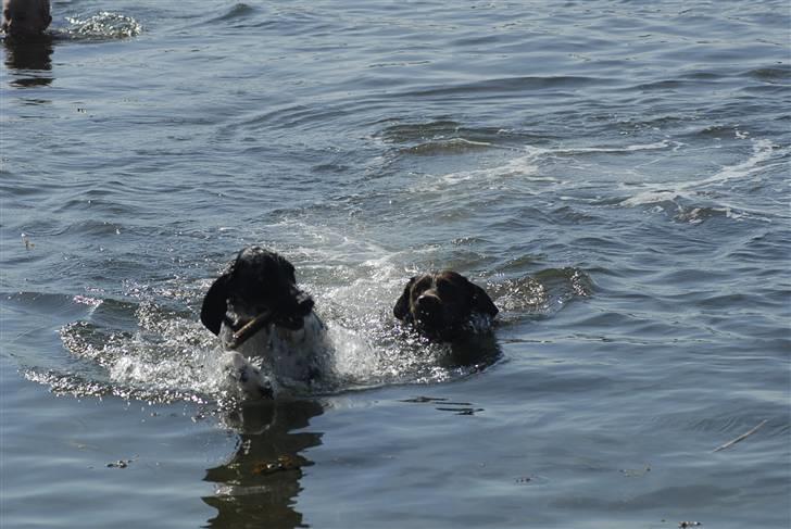 Blanding af racer ~*~Fonzy~*~ billede 7