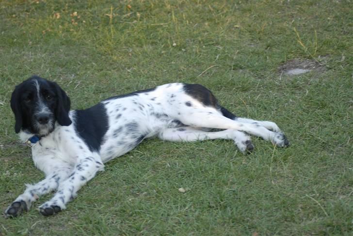 Blanding af racer ~*~Fonzy~*~ billede 8