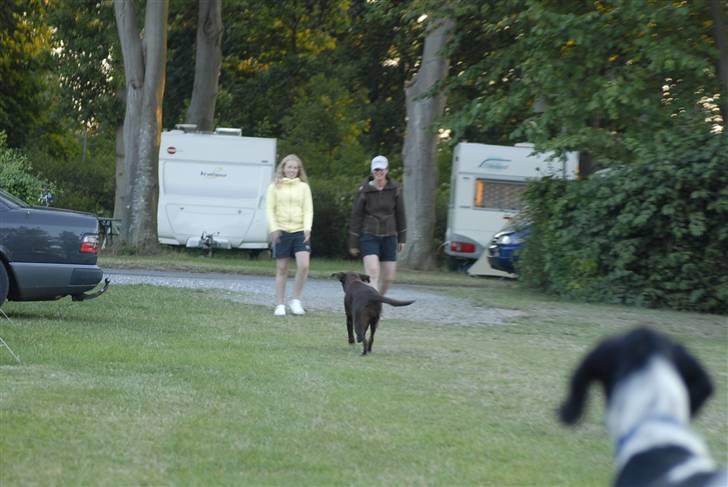 Blanding af racer ~*~Fonzy~*~ billede 9