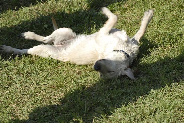 Blanding af racer *~Mille~* billede 7