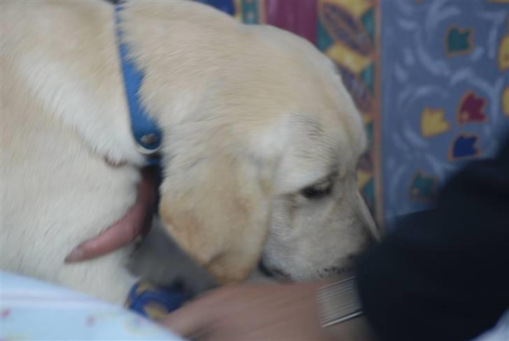 Blanding af racer *~Mille~* billede 8