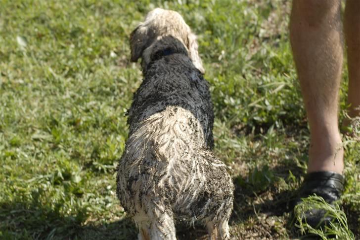 Blanding af racer *~Mille~* billede 9