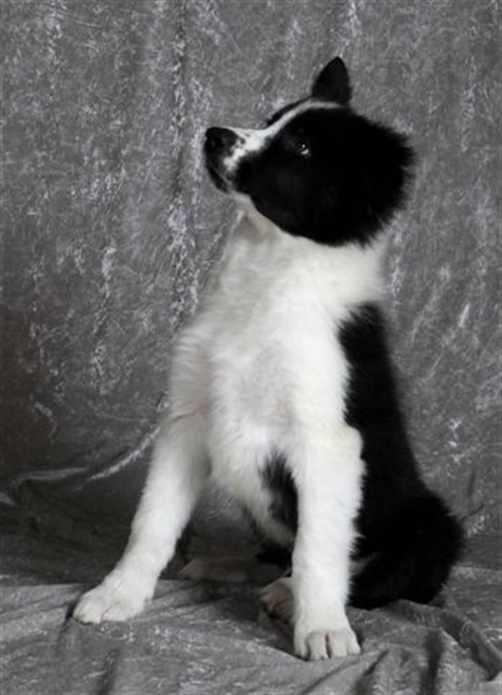 Border collie Brandy † RIP- 7-10-2009 † - Foto: Betina Nielsen billede 14