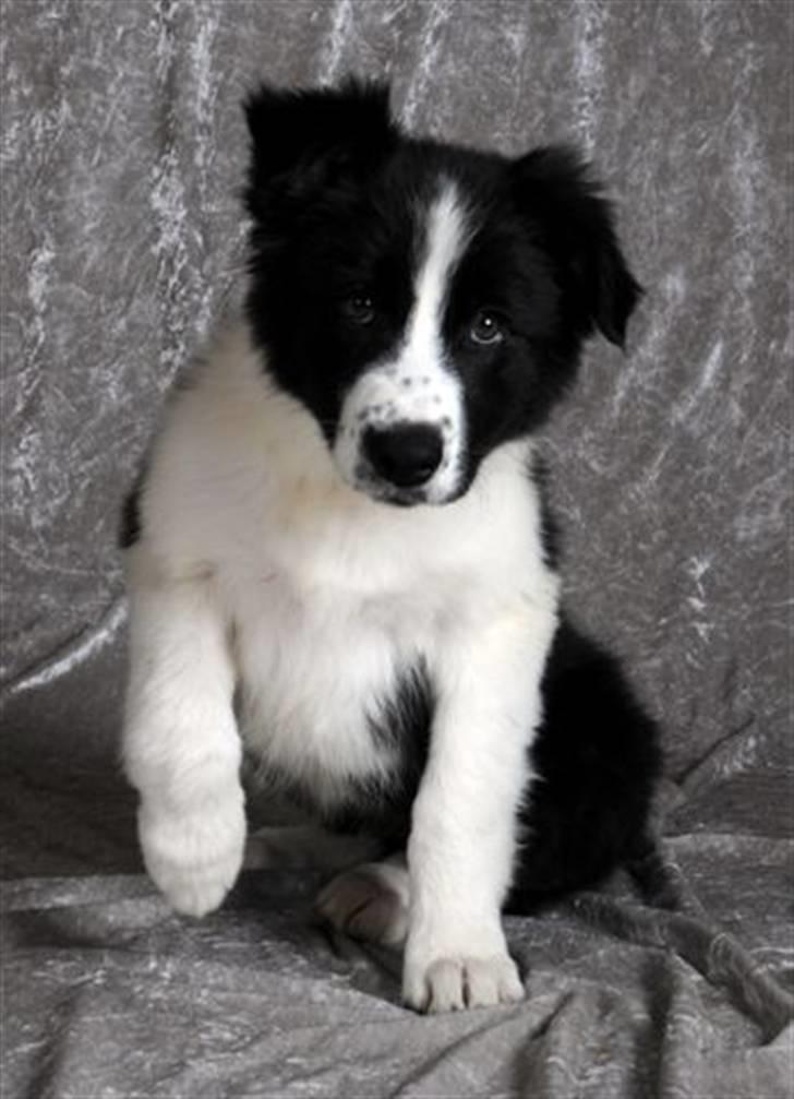 Border collie Brandy † RIP- 7-10-2009 † - Foto: Betina Nielsen billede 15