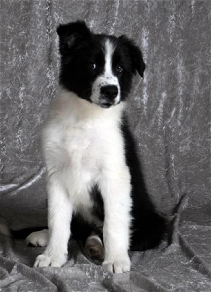 Border collie Brandy † RIP- 7-10-2009 † - Foto: Betina Nielsen billede 16