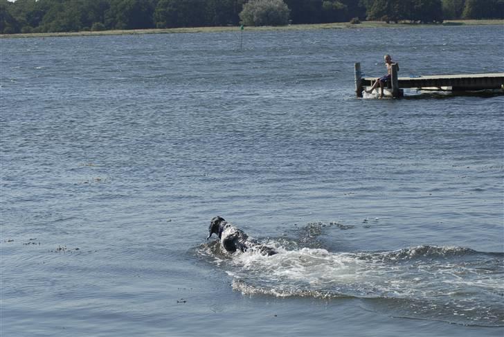 Blanding af racer ~*~Fonzy~*~ billede 10