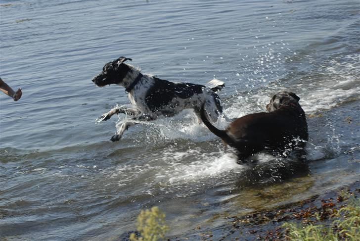 Blanding af racer ~*~Fonzy~*~ billede 11